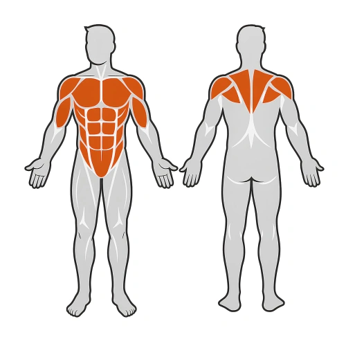 Parallel Rails Outdoor Fitness - COA270 | Professional - Visual Muscles Involved