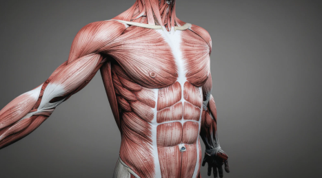 Recomposition corporelle : Perte de graisse et prise de muscle