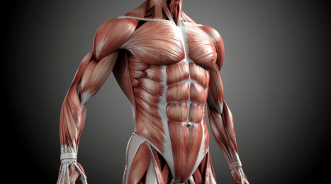 Pectorals Anatomy: 3 Full and Defined Chest Bundles