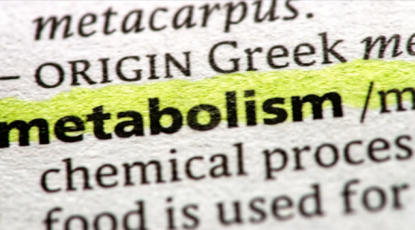 Somatotipo e Metabolismo: Ectomorfo vs Endomorfo nell'Allenamento