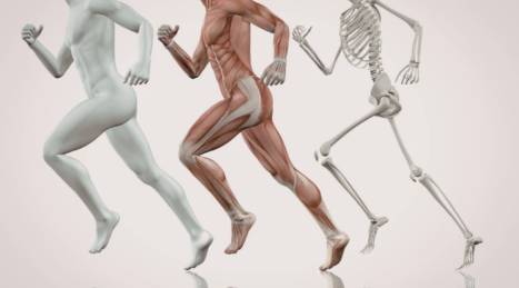 Laufmuskeln: Welche Muskeln werden beim Laufen wirklich beansprucht?