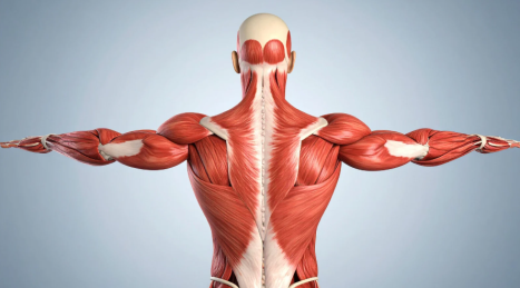 Esercizi per rinforzare i muscoli dorsali posturali che ti tengono “su” durante la giornata
