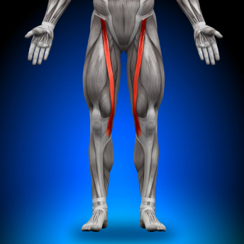 Leg Muscles: Quadriceps, Hamstrings, and Calves Guide