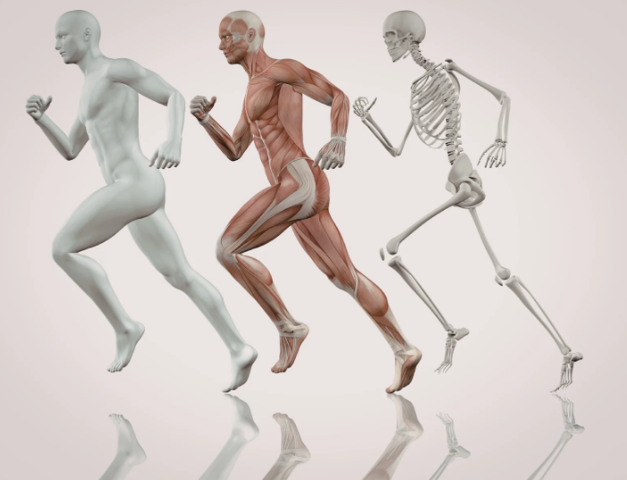 Músculos para correr: cuáles trabajan realmente al correr