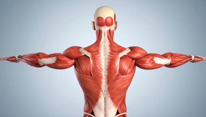 Ejercicios para fortalecer los músculos posturales de la espalda que te mantienen "despierto" durante el día